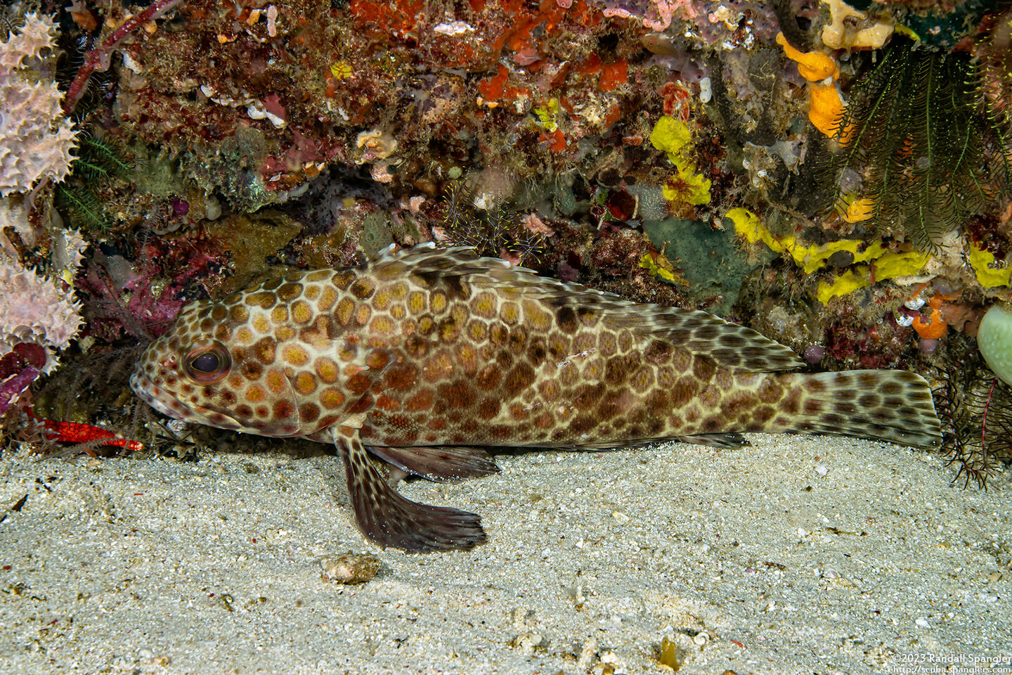 Epinephelus merra (Honeycomb Grouper)