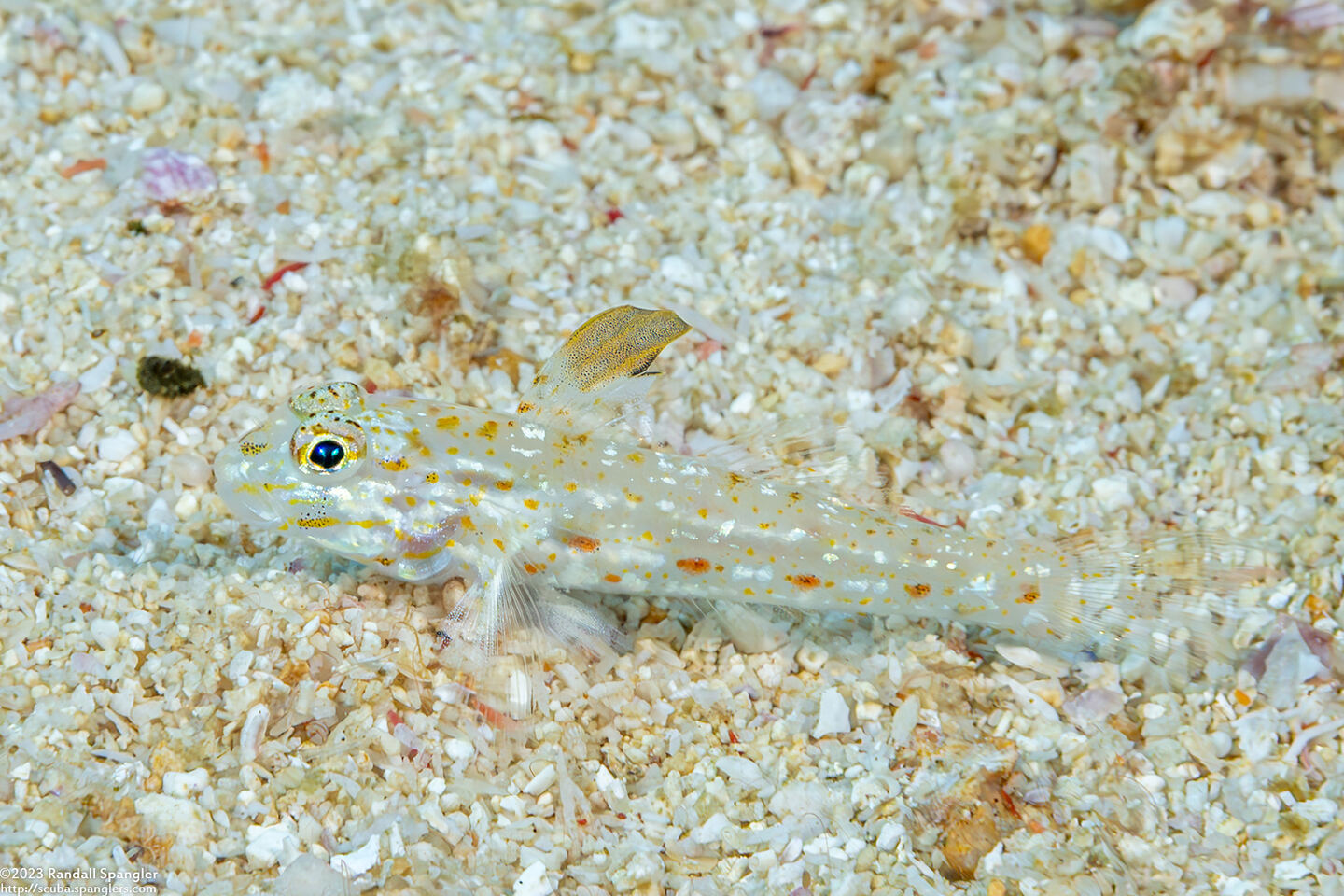 Fusigobius melacron (Blacktip Sandgoby)