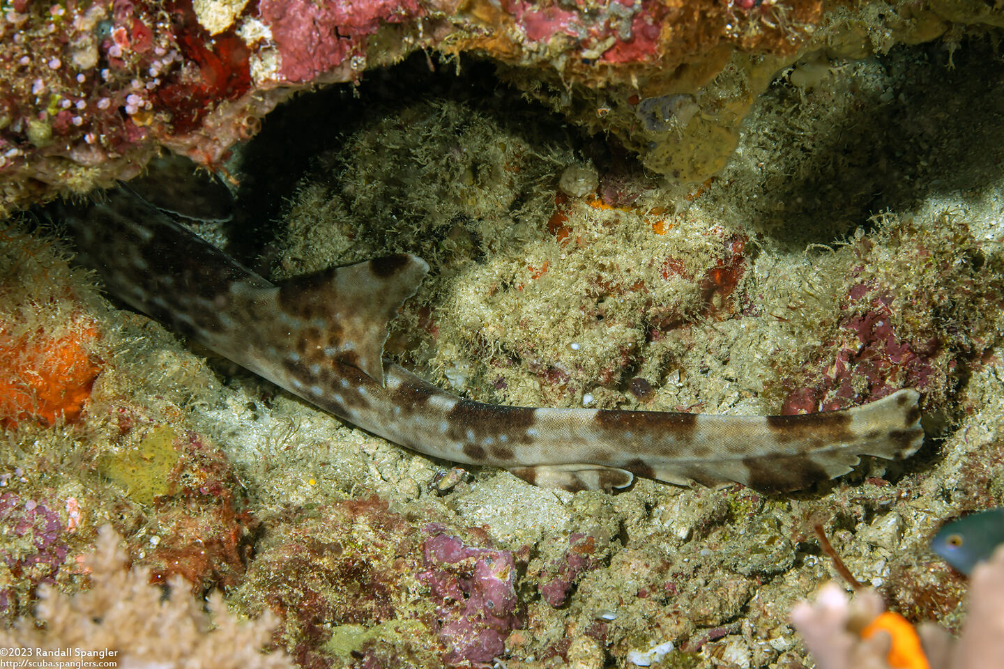 Hemiscyllium freycineti (Raja Epaulette Shark)