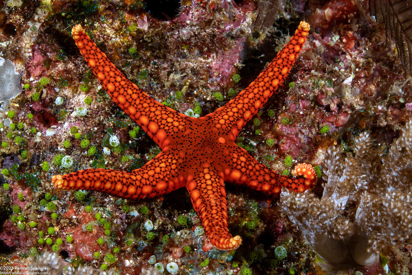 Fromia hemiopla (Armored Sea Star)