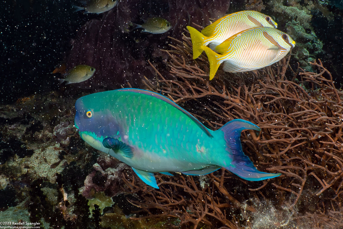 Chlorurus microrhinos (Steephead Parrotfish)