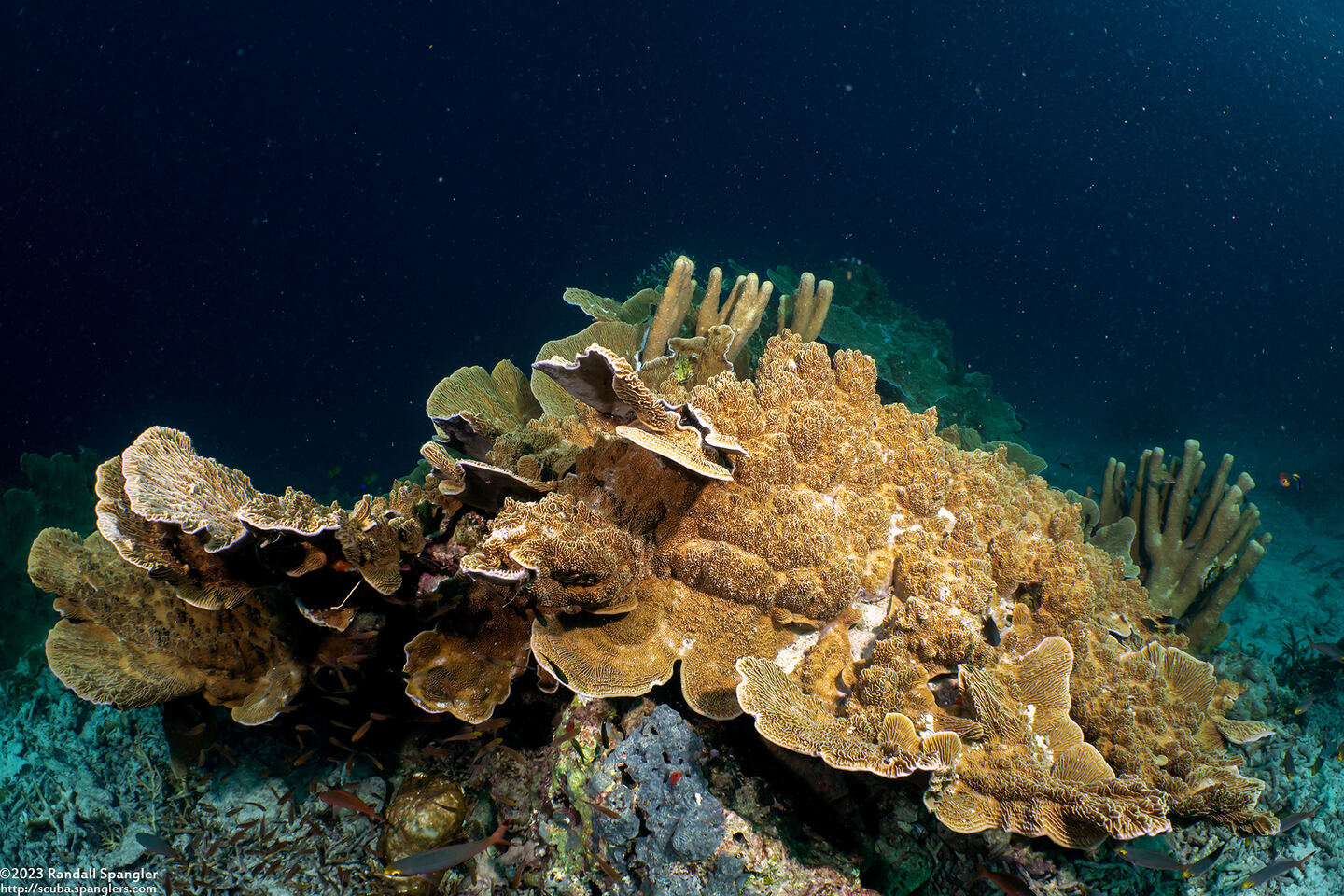 Montipora sp.1 (Montipora sp.1)