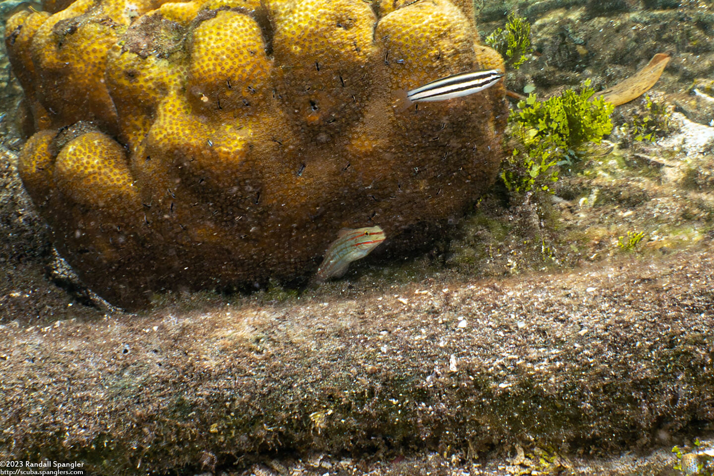 Amblygobius decussatus (Orange-Striped Goby)