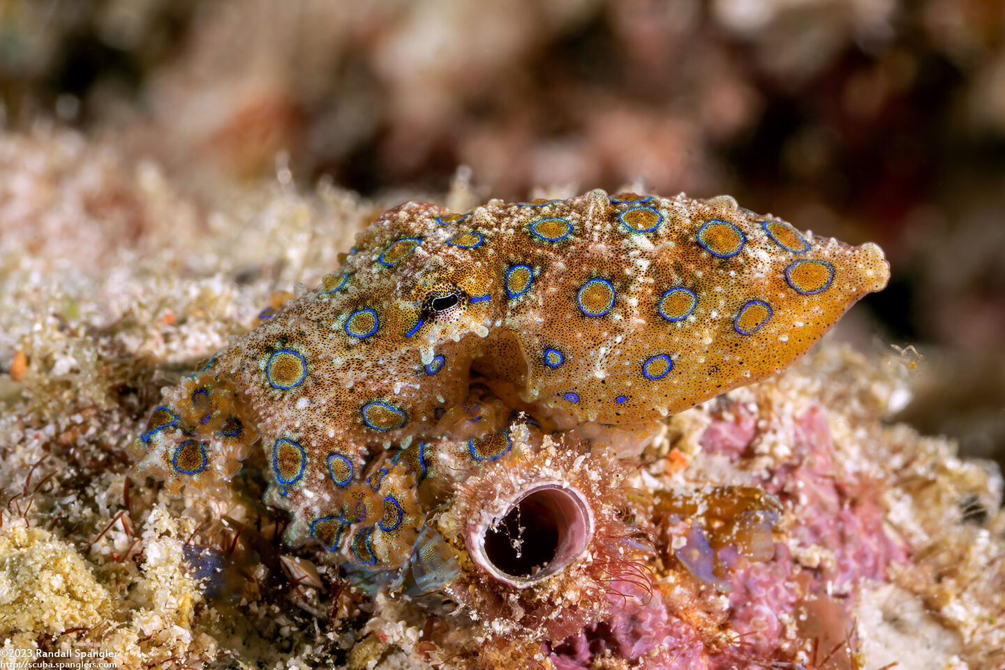 Hapalochlaena lunulata (Blue-Ringed Octopus)