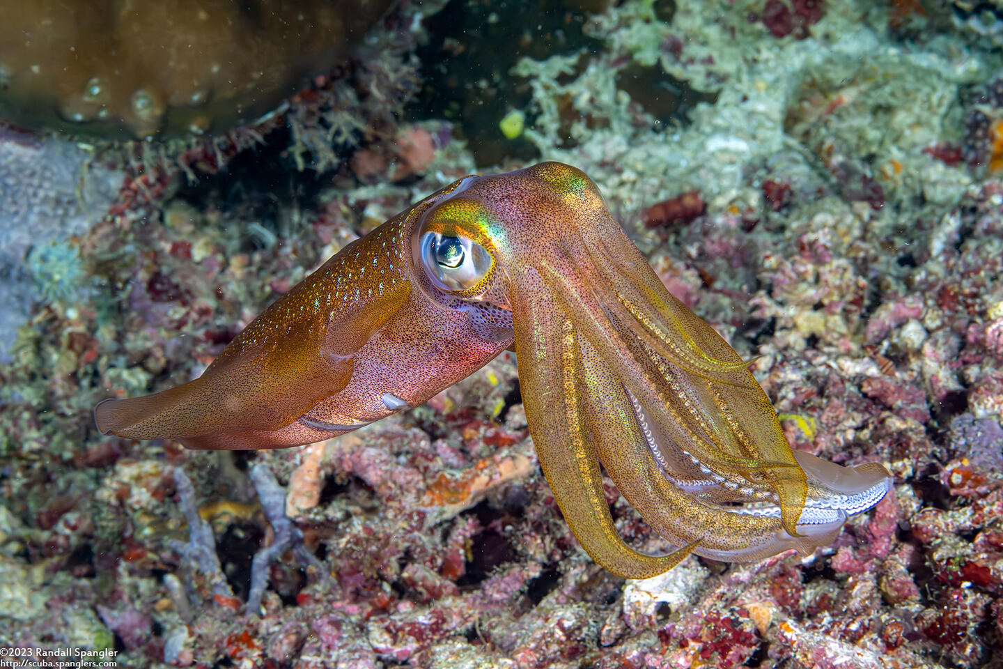 Sepioteuthis lessoniana (Bigfin Reef Squid)