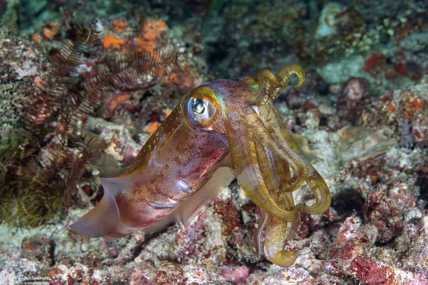 Sepioteuthis lessoniana (Bigfin Reef Squid)