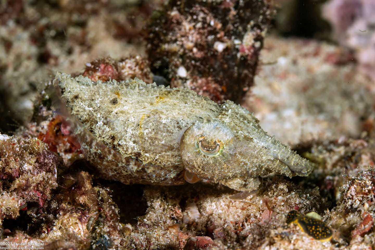 Sepia bandensis (Dwarf Cuttlefish)