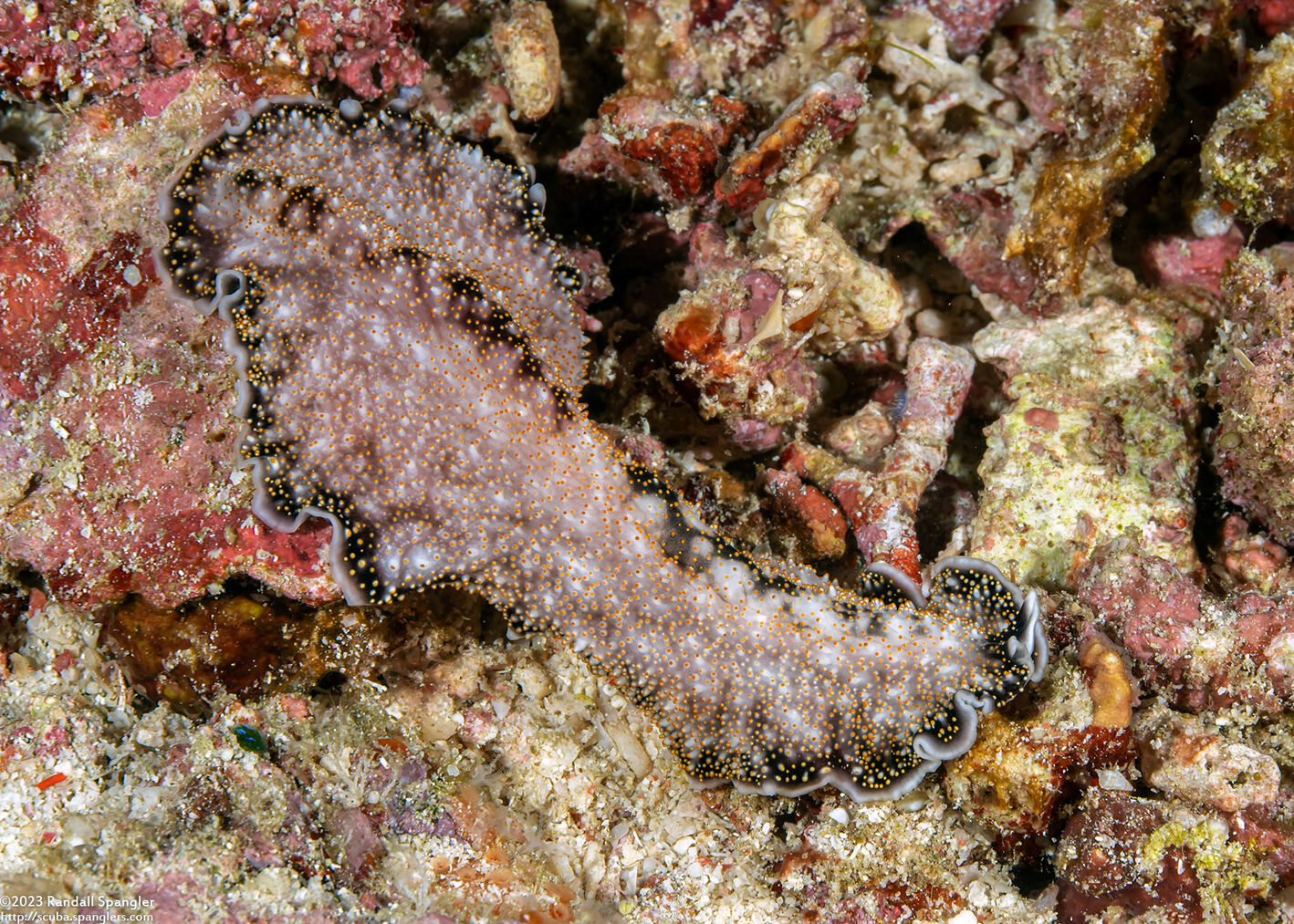 Acanthozoon alderi (Acanthozoon Alderi)