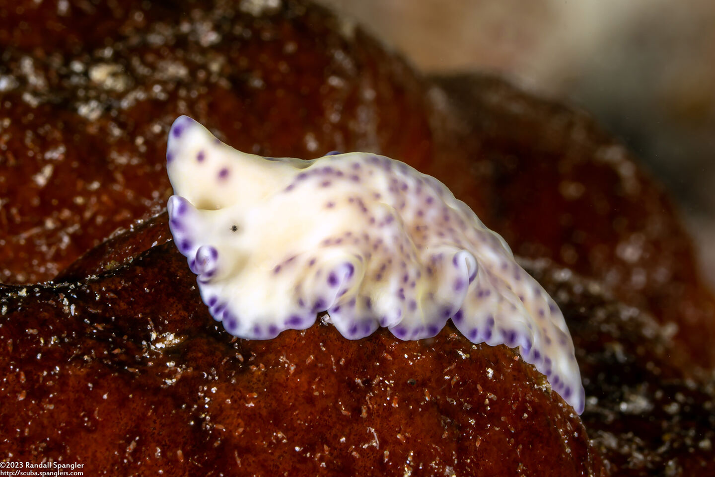 Pseudoceros laingensis (Laing Island Flatworm)