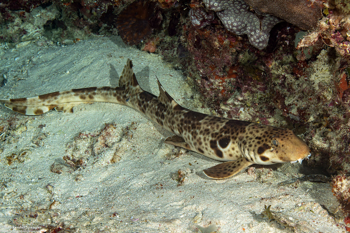 Hemiscyllium freycineti (Raja Epaulette Shark)