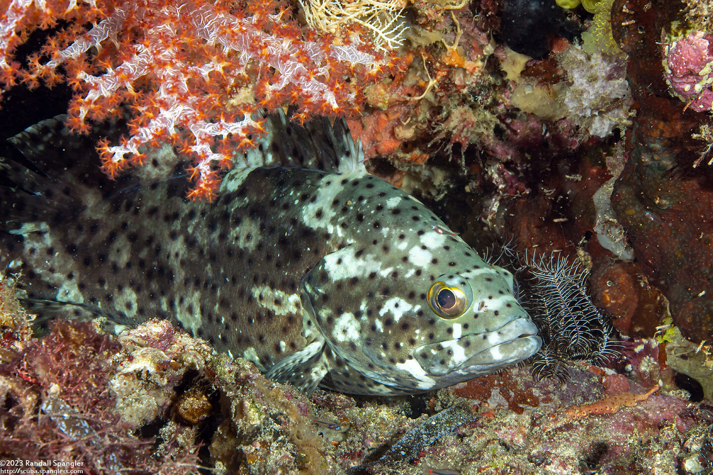 Epinephelus corallicola (Coral Rock Grouper)