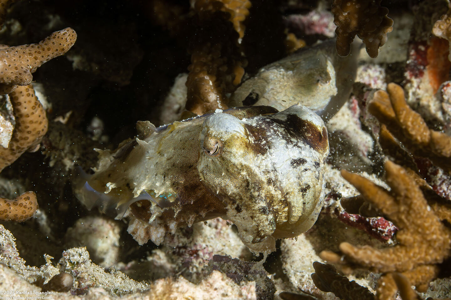 Sepia bandensis (Dwarf Cuttlefish)
