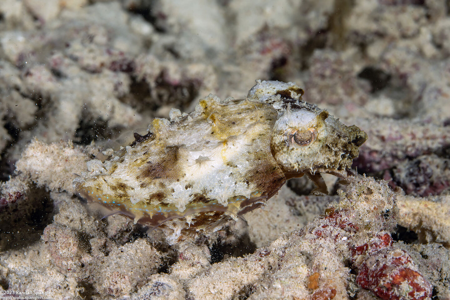 Sepia bandensis (Dwarf Cuttlefish)