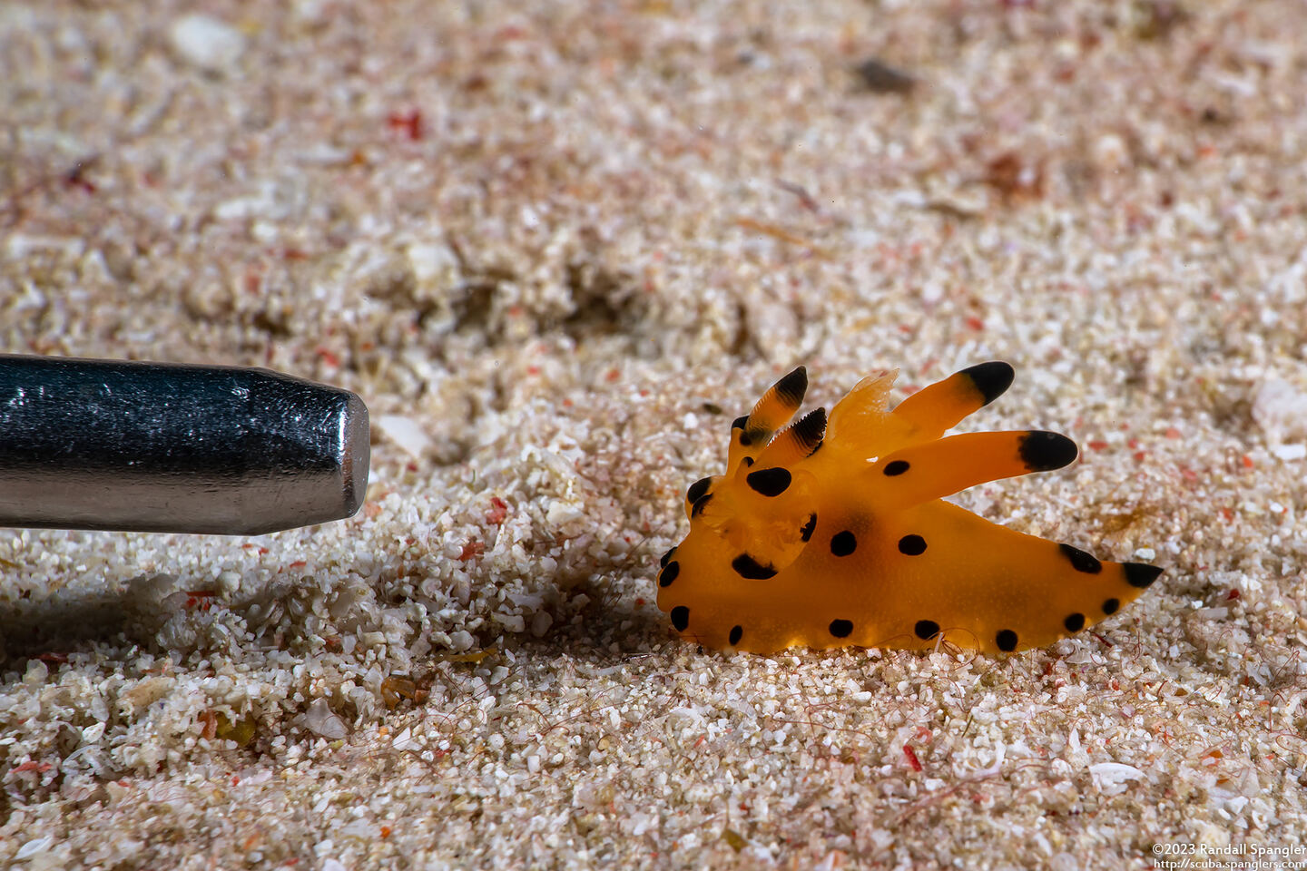 Thecacera sp.1 (Black-Tipped Thecacera)