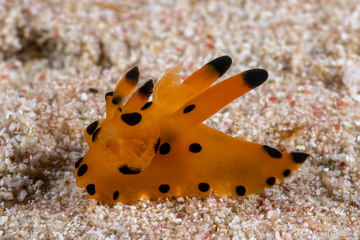 Thecacera sp.1 (Black-Tipped Thecacera)