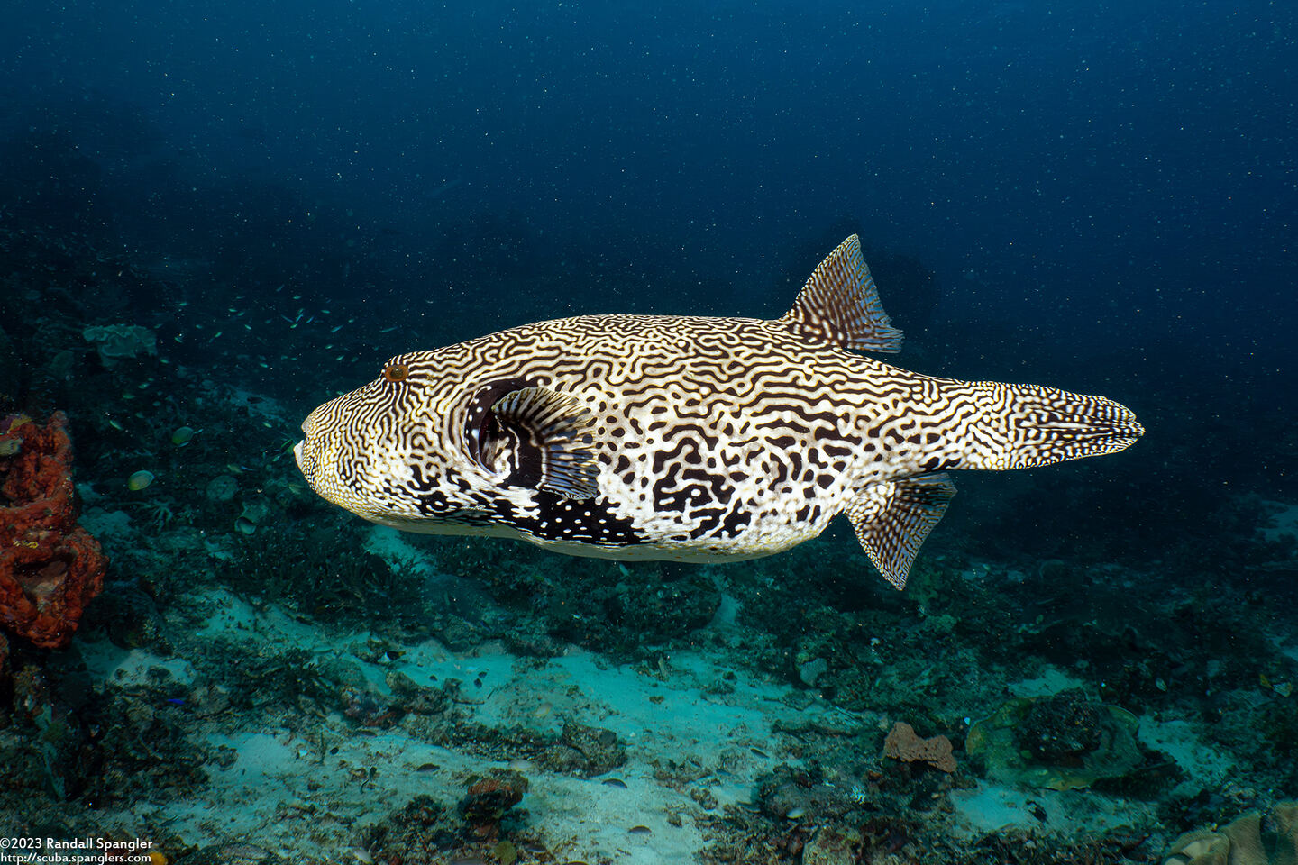 Arothron mappa (Map Puffer)