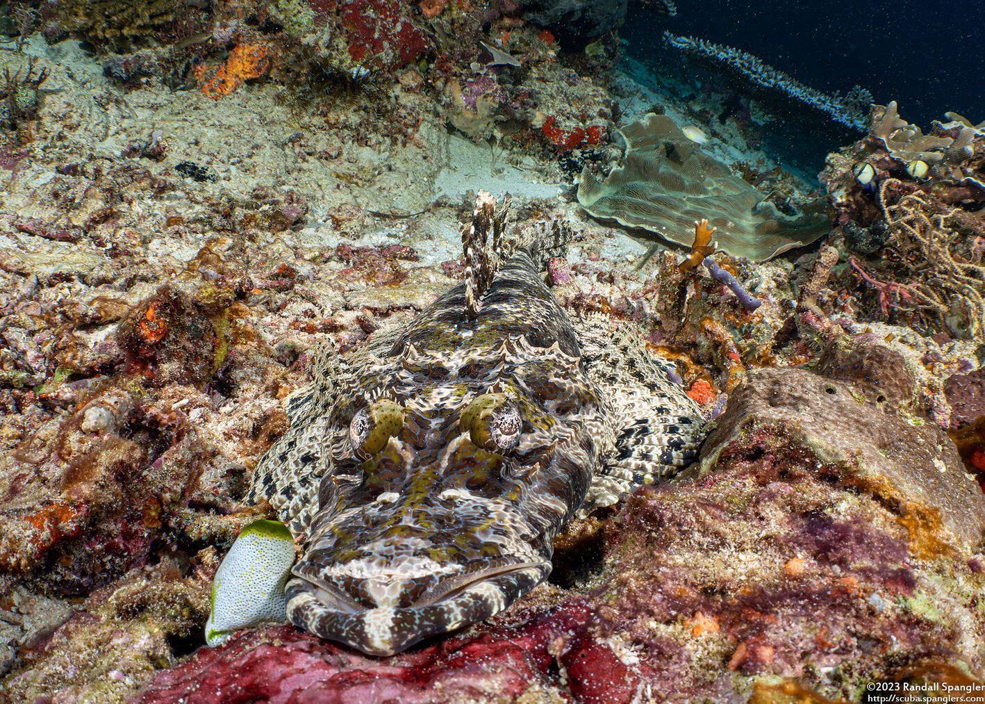 Cymbacephalus beauforti (Crocodile Flathead)