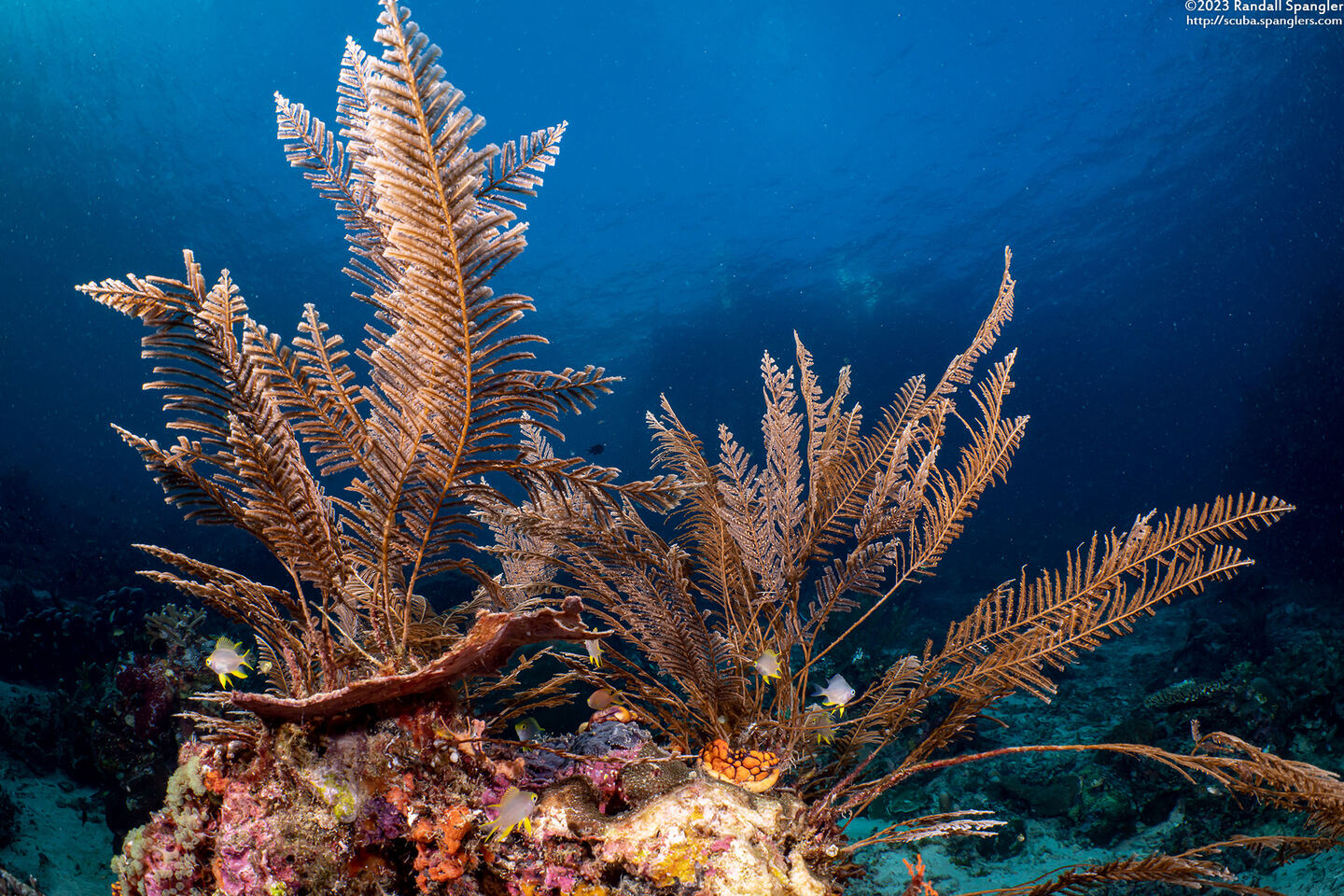Pachyrhynchia cuppressina (Stinging Hydroid)