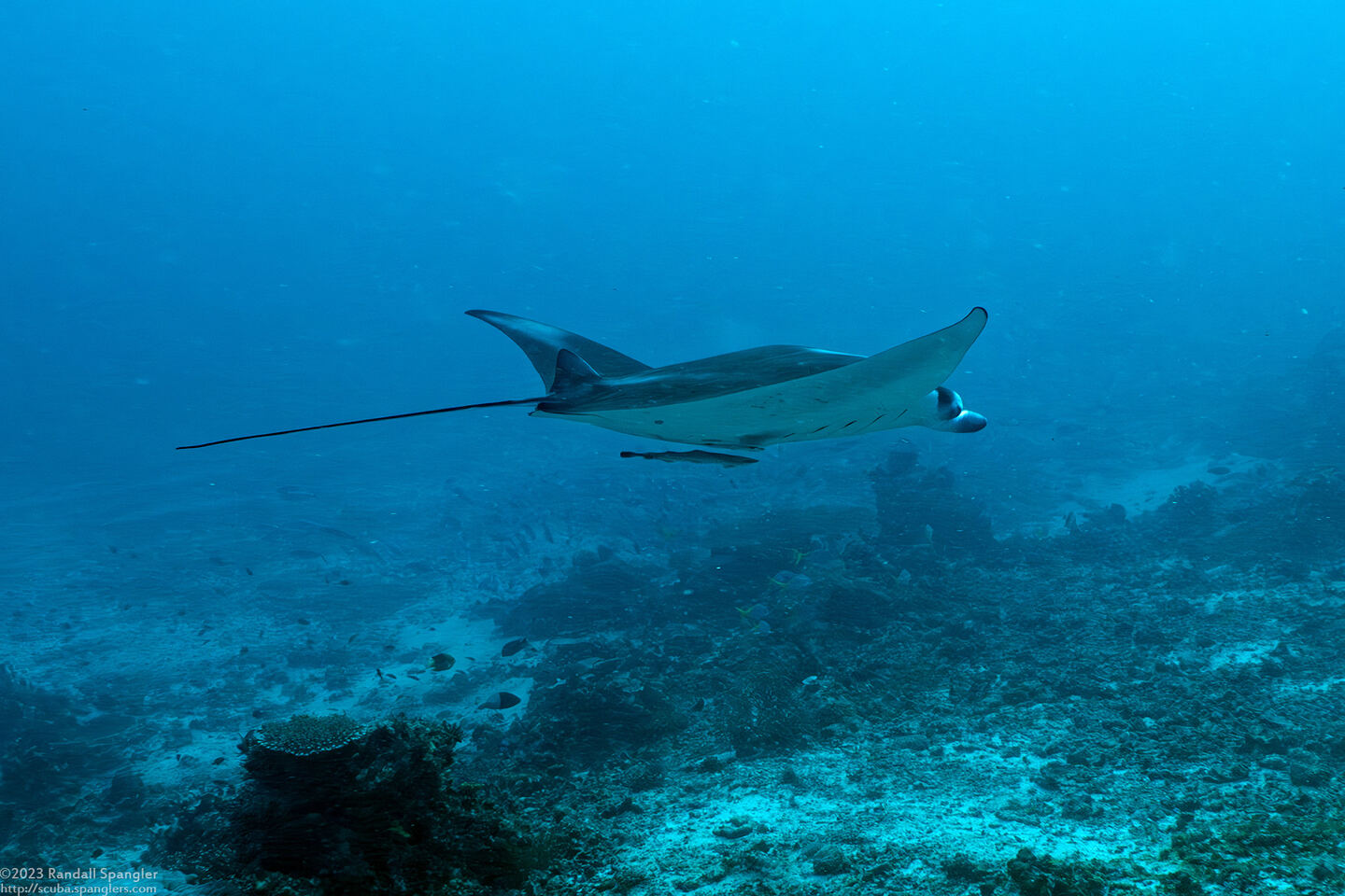 Mobula alfredi (Coastal Manta Ray)
