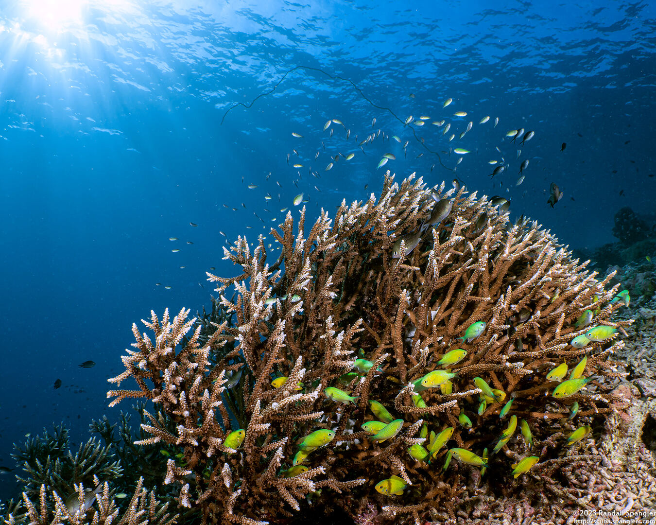 Chromis viridis (Blue-Green Chromis)