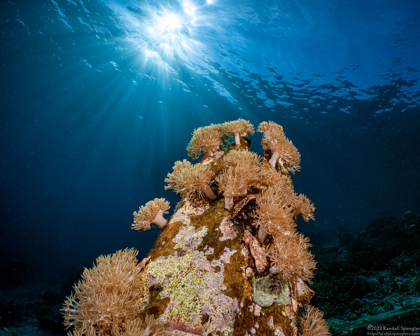 Xenia sansibariana (Xenia Sansibariana)