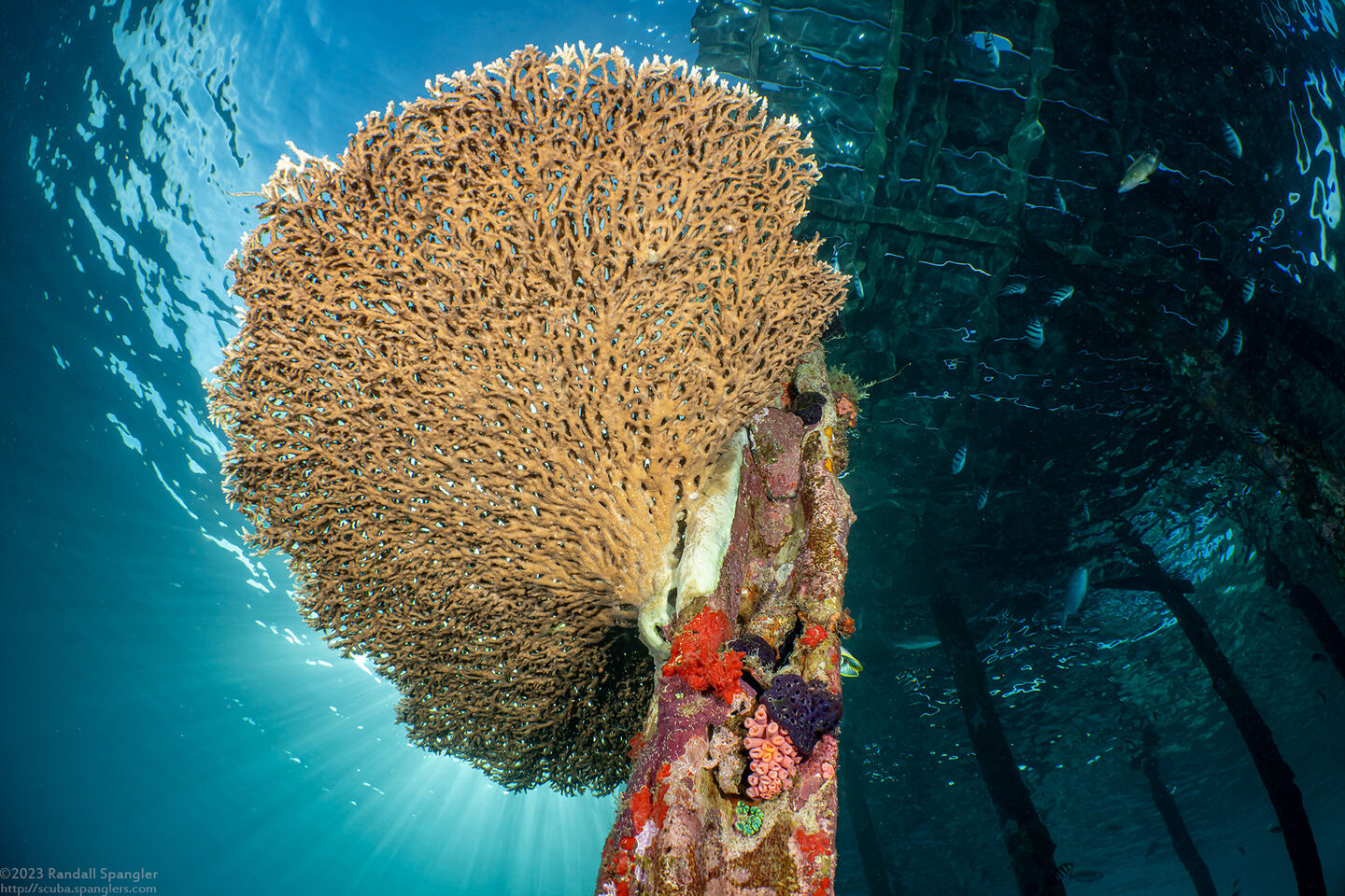 Acropora clathrata (Lattice Table Coral)