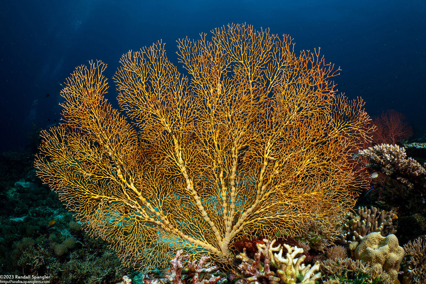 Subergorgia sp.1 (Subergorgia)