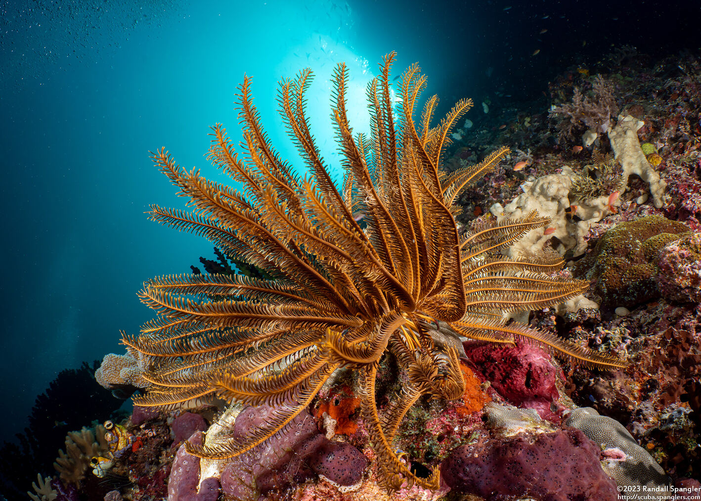 Anneissia bennetti (Bennett's Feather Star)
