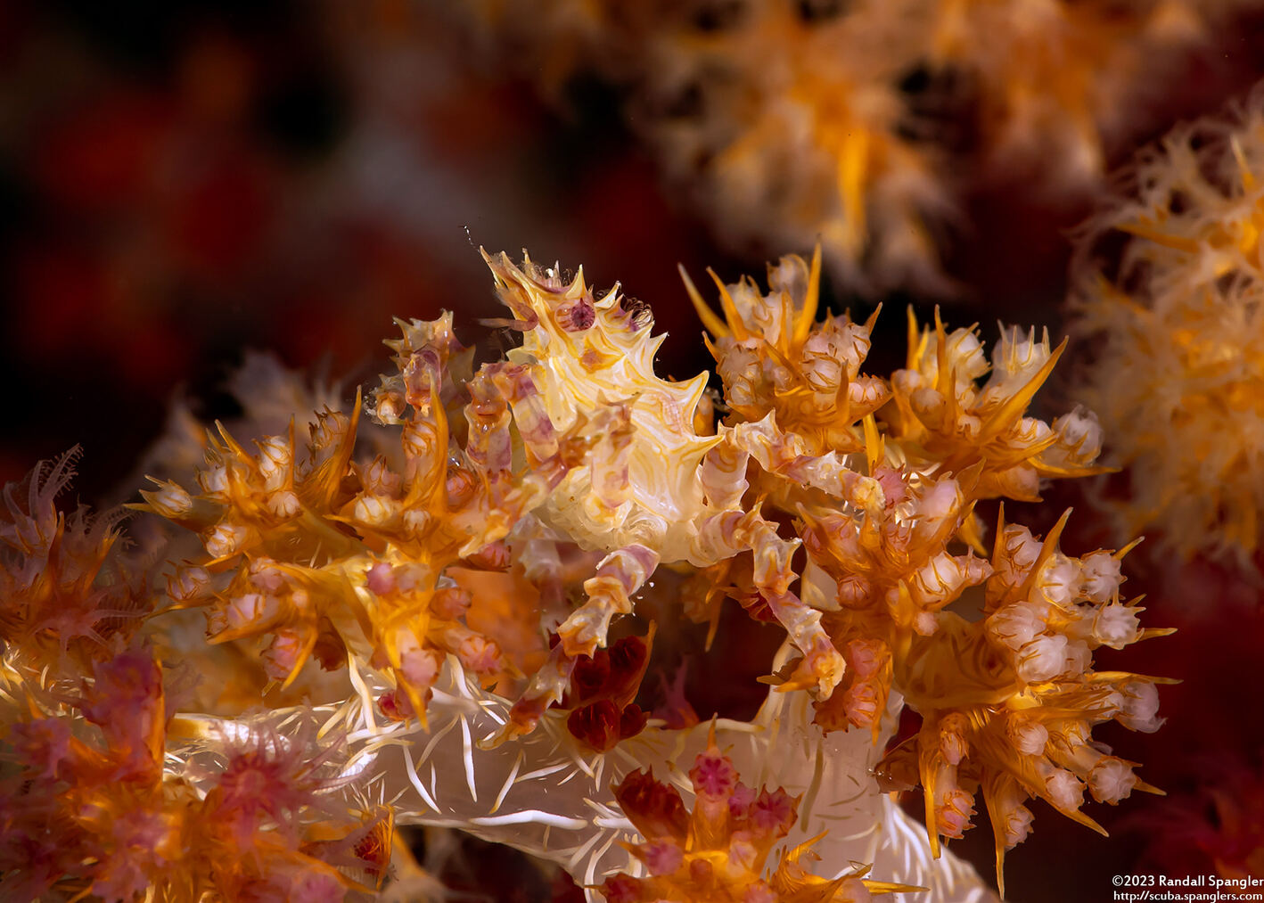 Hoplophrys oatesii (Soft Coral Crab)