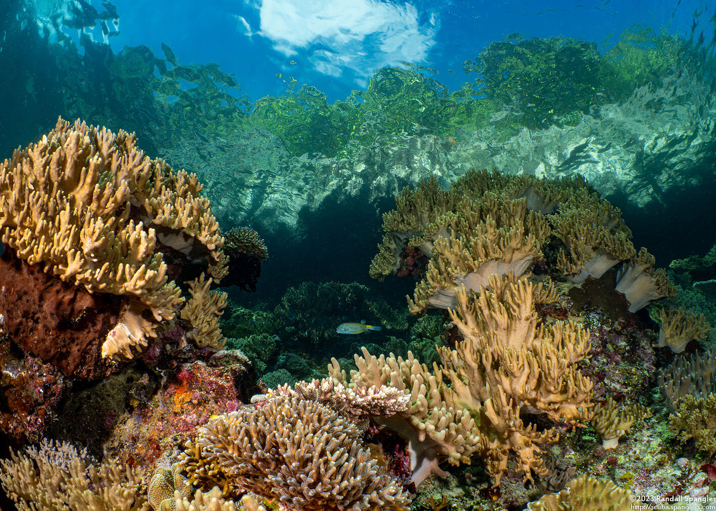 Sinularia sp.1 (Leather Coral)