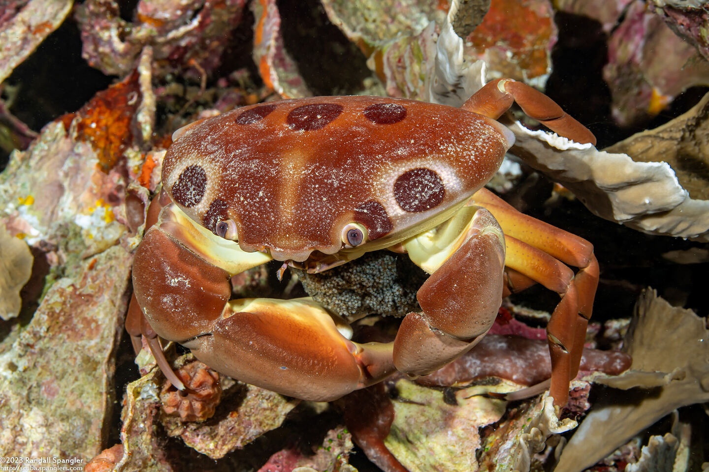 Carpilius maculatus (Seven-Eleven Crab)