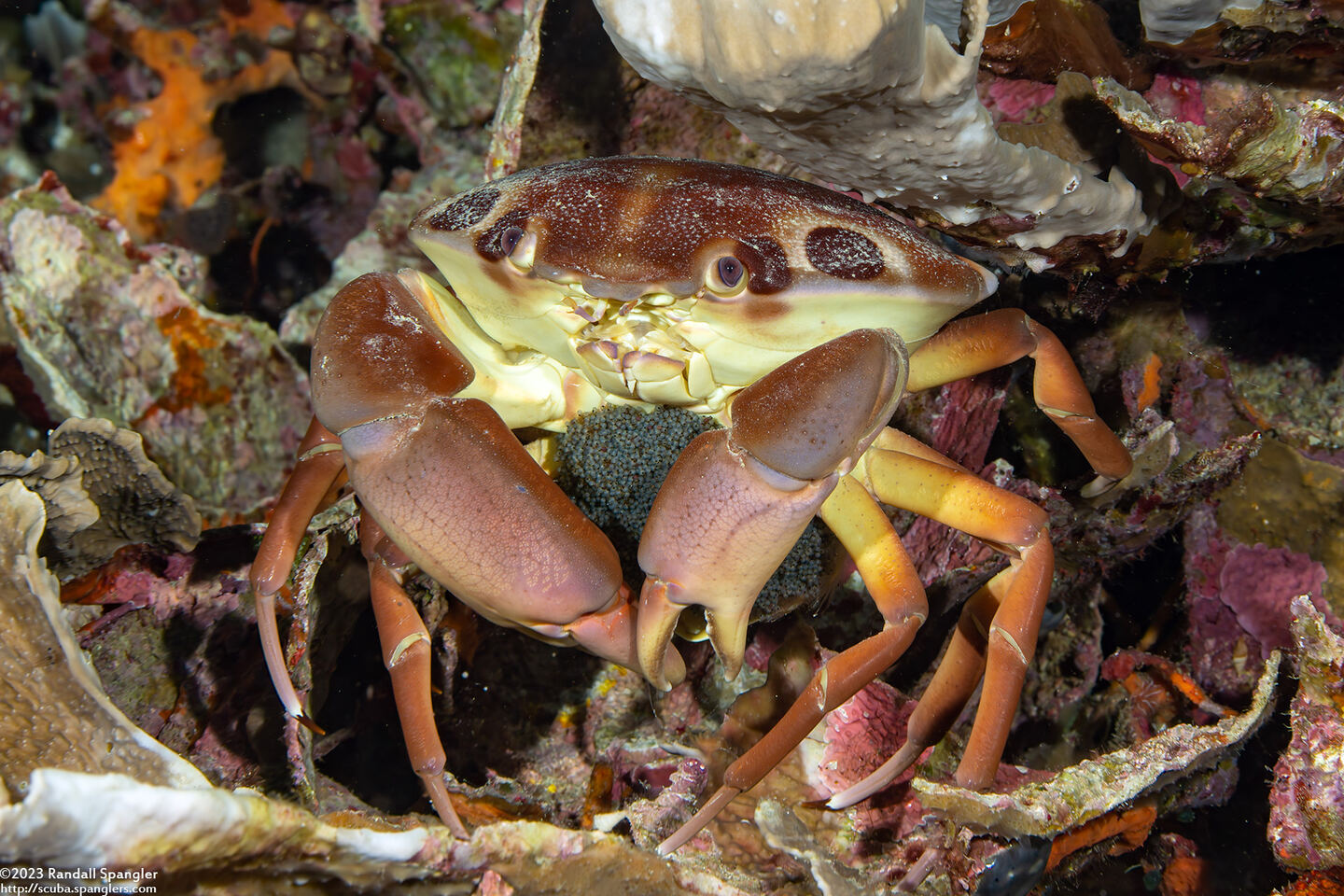 Carpilius maculatus (Seven-Eleven Crab)