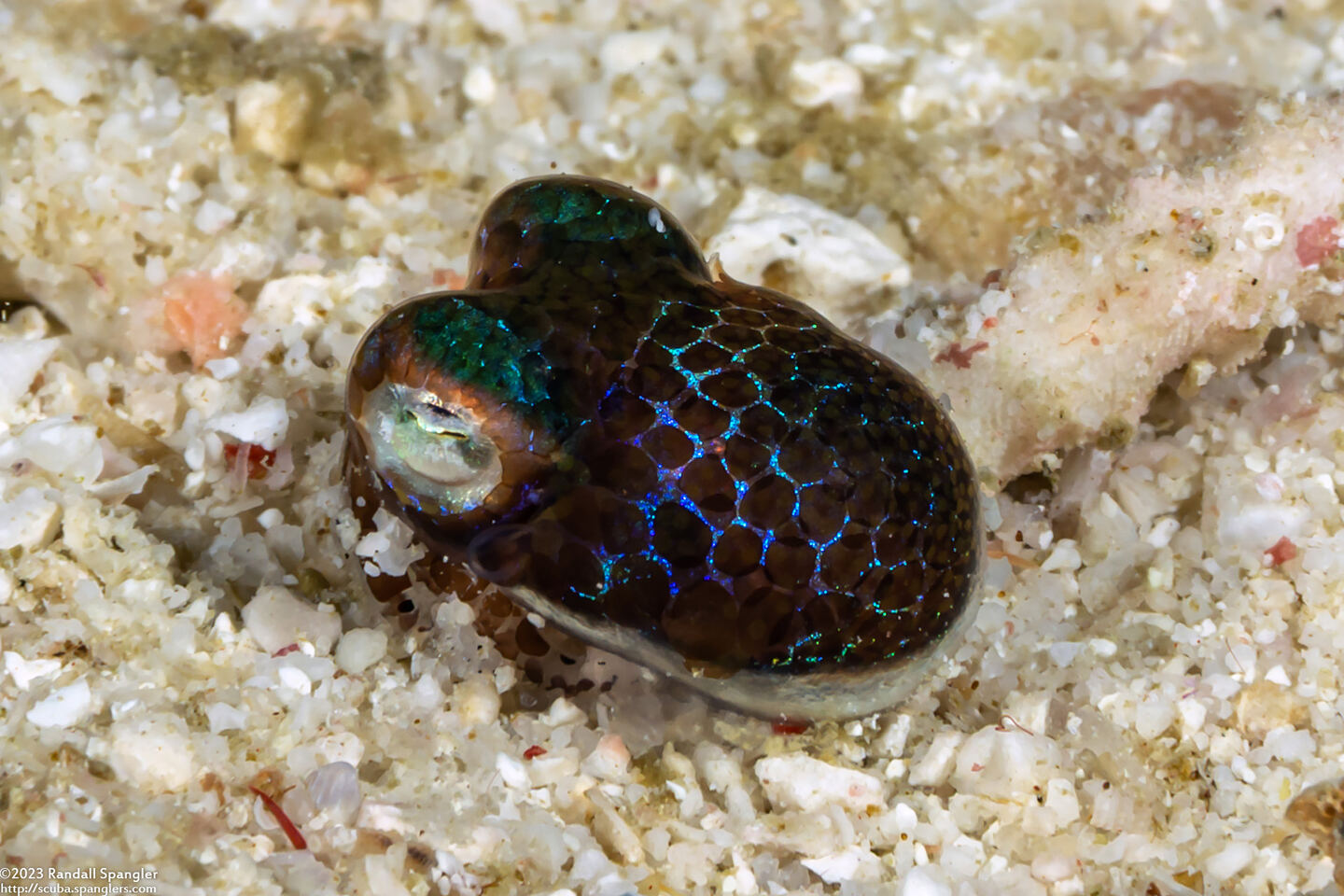 Euprymna berryi (Berry's Bobtail Squid)