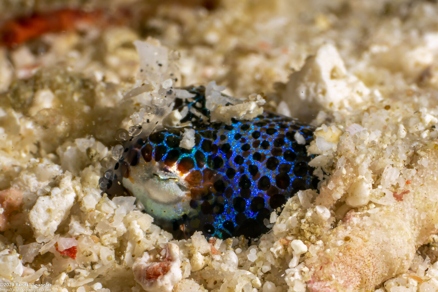 Euprymna berryi (Berry's Bobtail Squid)