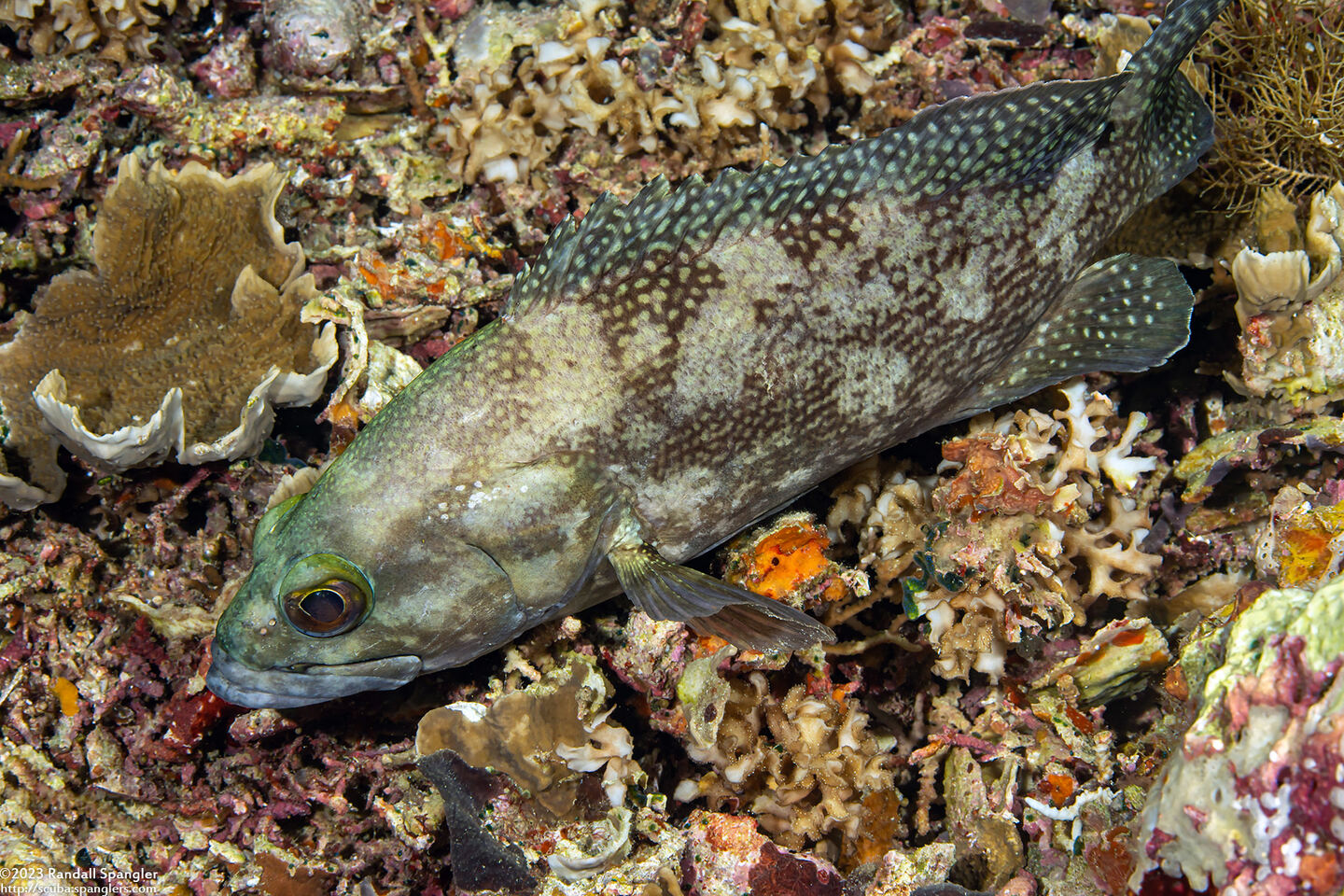 Epinephelus ongus (Speckledfin Grouper)