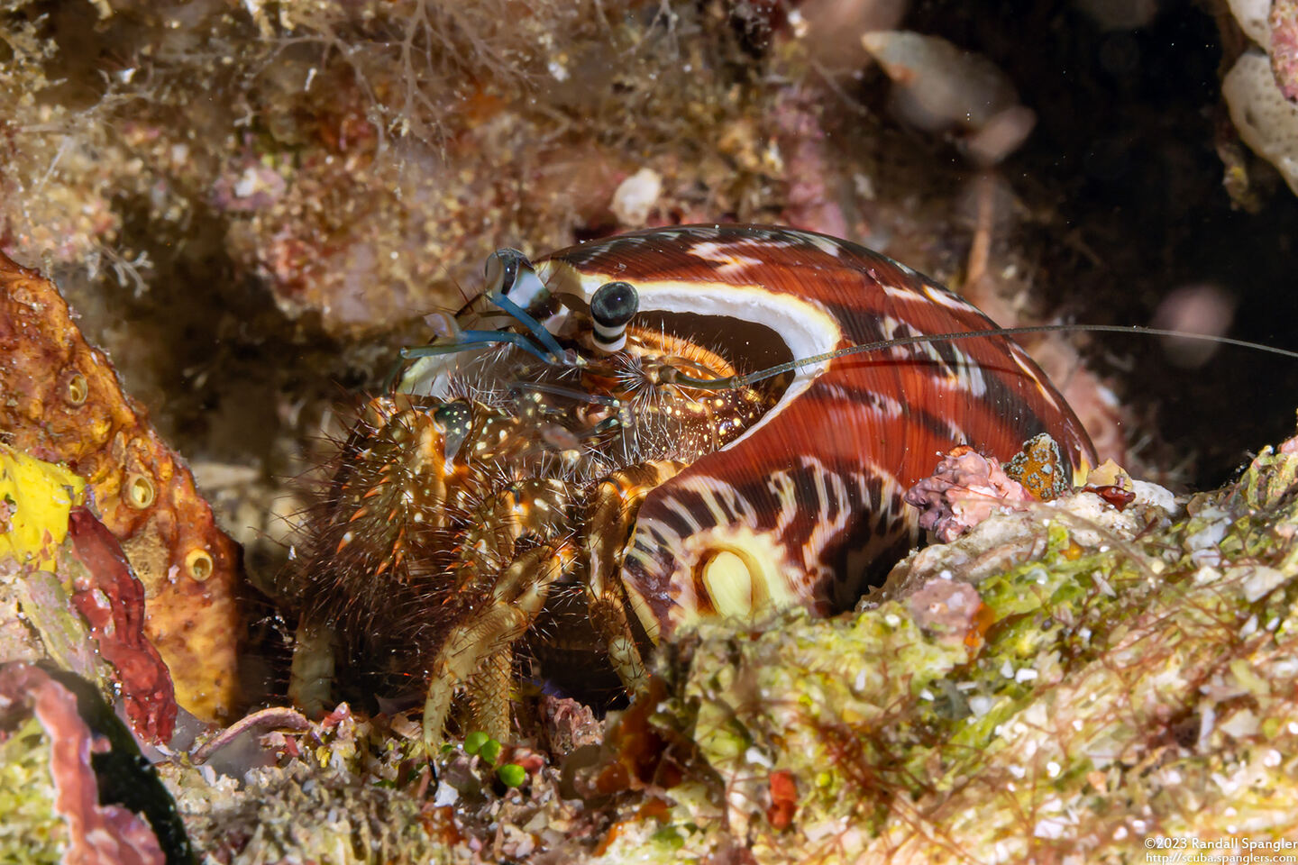 Pagurus sp.3 (Blue-Banded Pagurus)