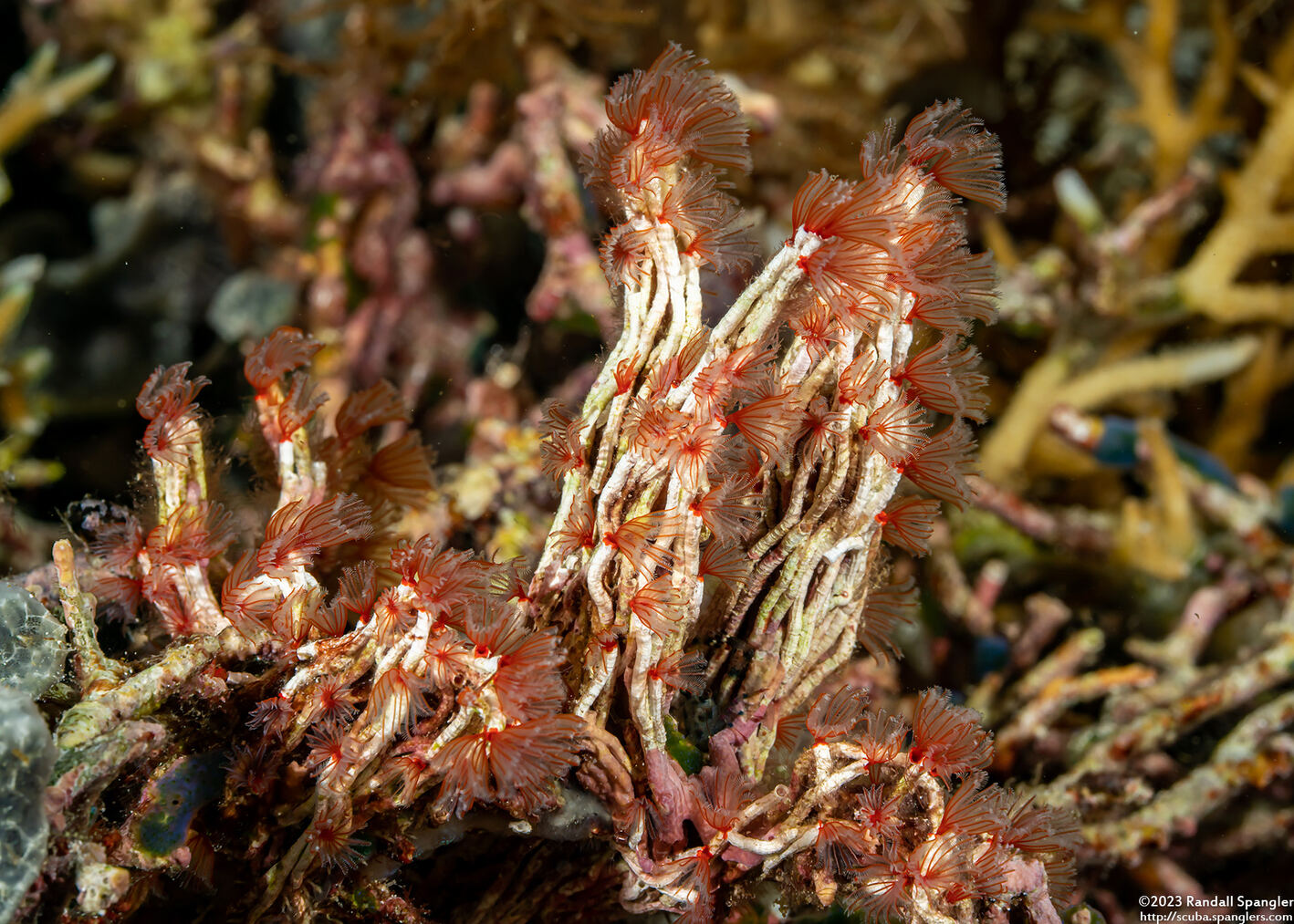 Filogranella elatensis (Delicate Tube Worm)