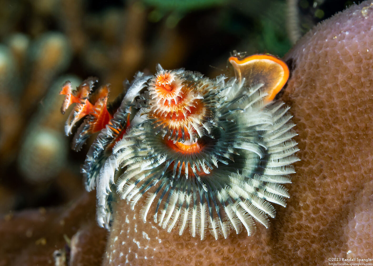 Spirobranchus sp.1 (Christmas Tree Worm)