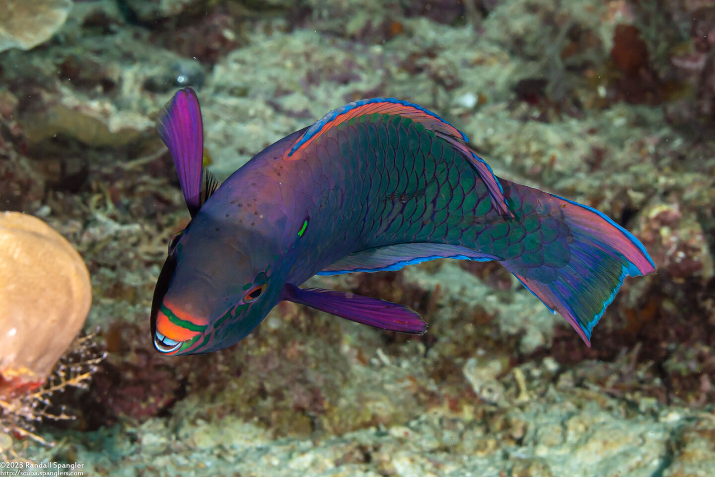 Scarus niger (Dusky Parrotfish)