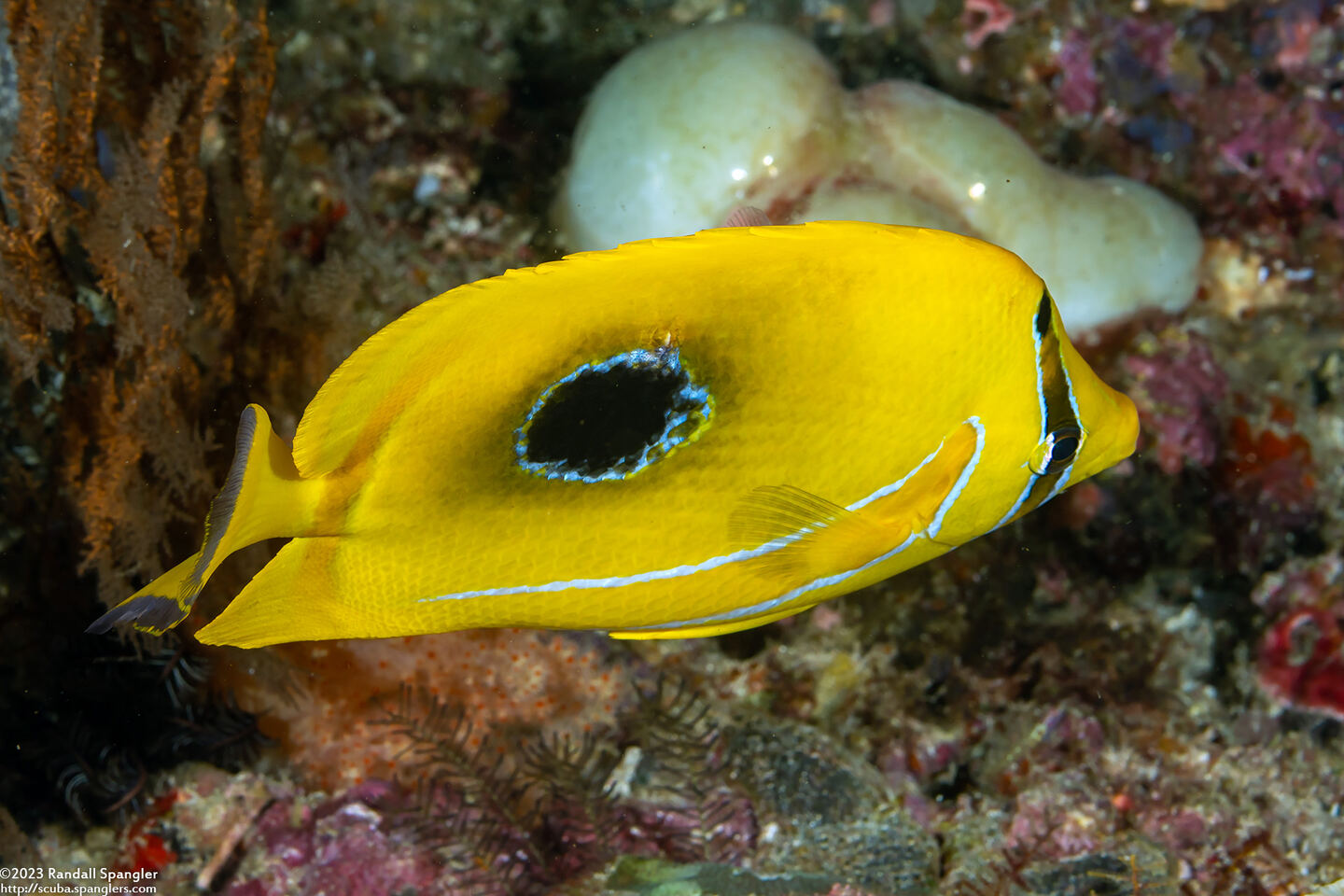 Chaetodon bennetti (Eclipse Butterflyfish)