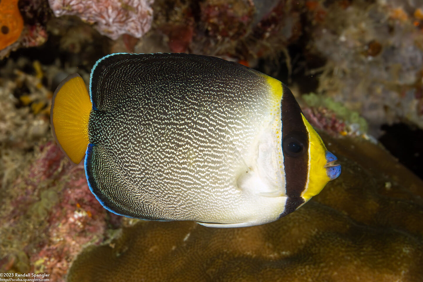 Chaetodontoplus mesoleucus (Vermiculated Angelfish)