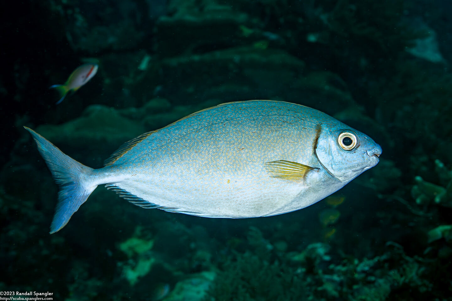 Siganus argenteus (Forktail Rabbitfish)
