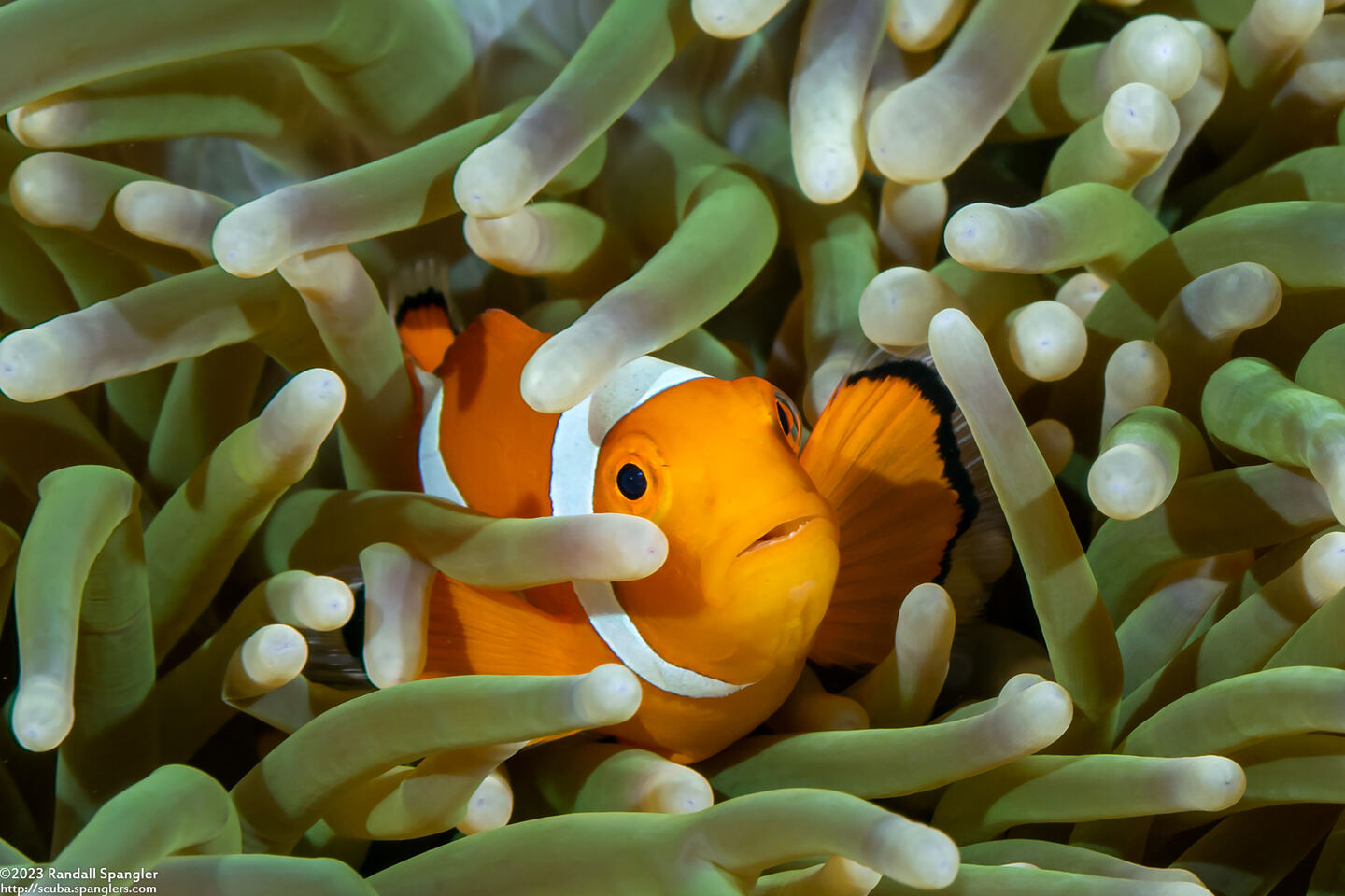 Amphiprion percula (Clown Anemonefish)