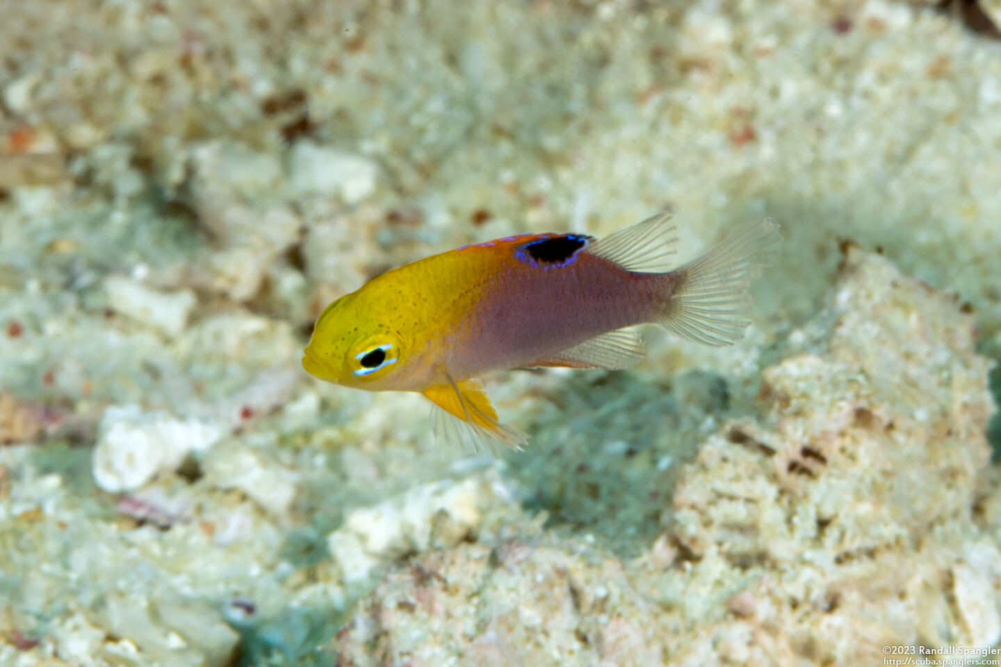 Chrysiptera talboti (Talbot's Damsel)