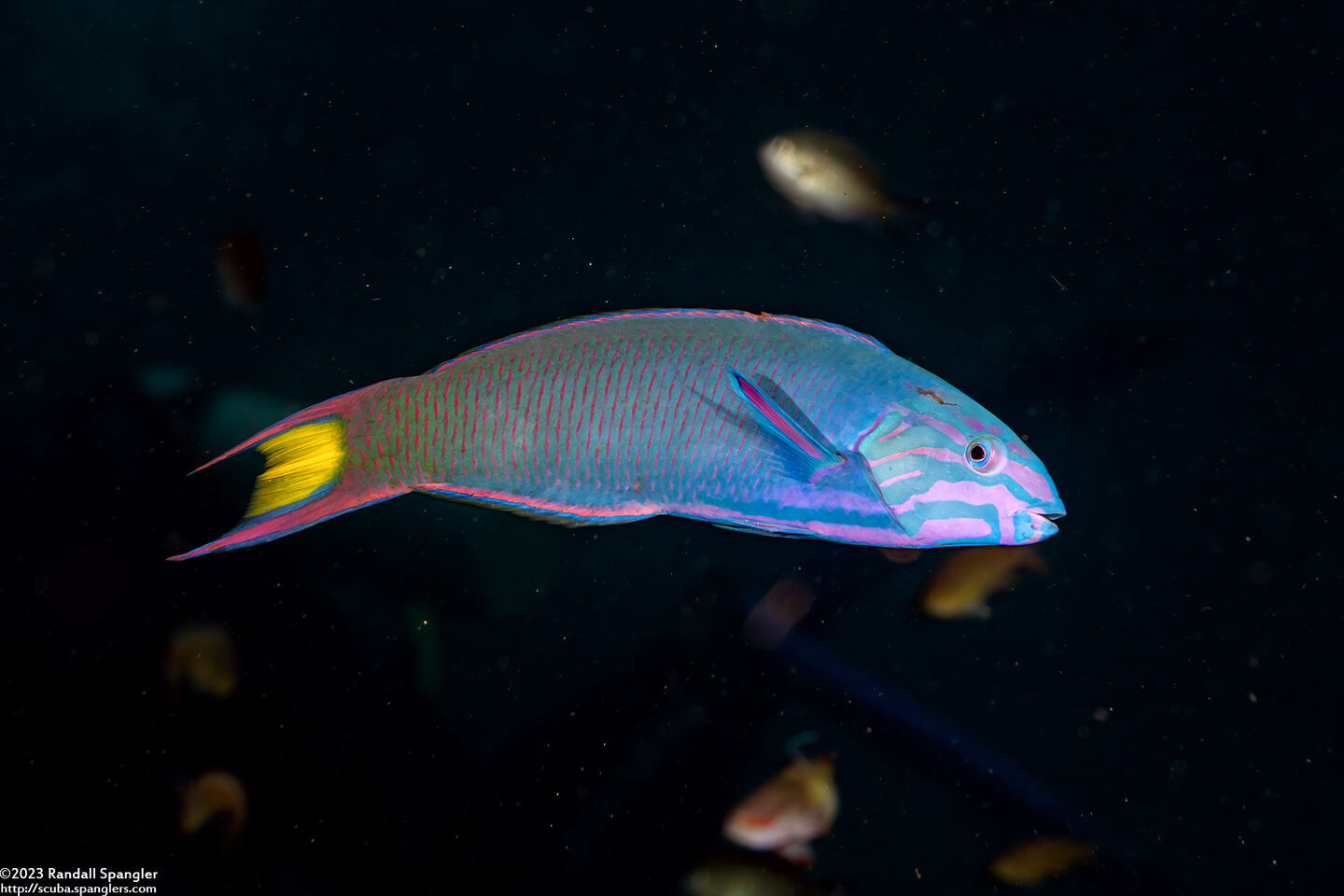Thalassoma lunare (Crescent Wrasse)