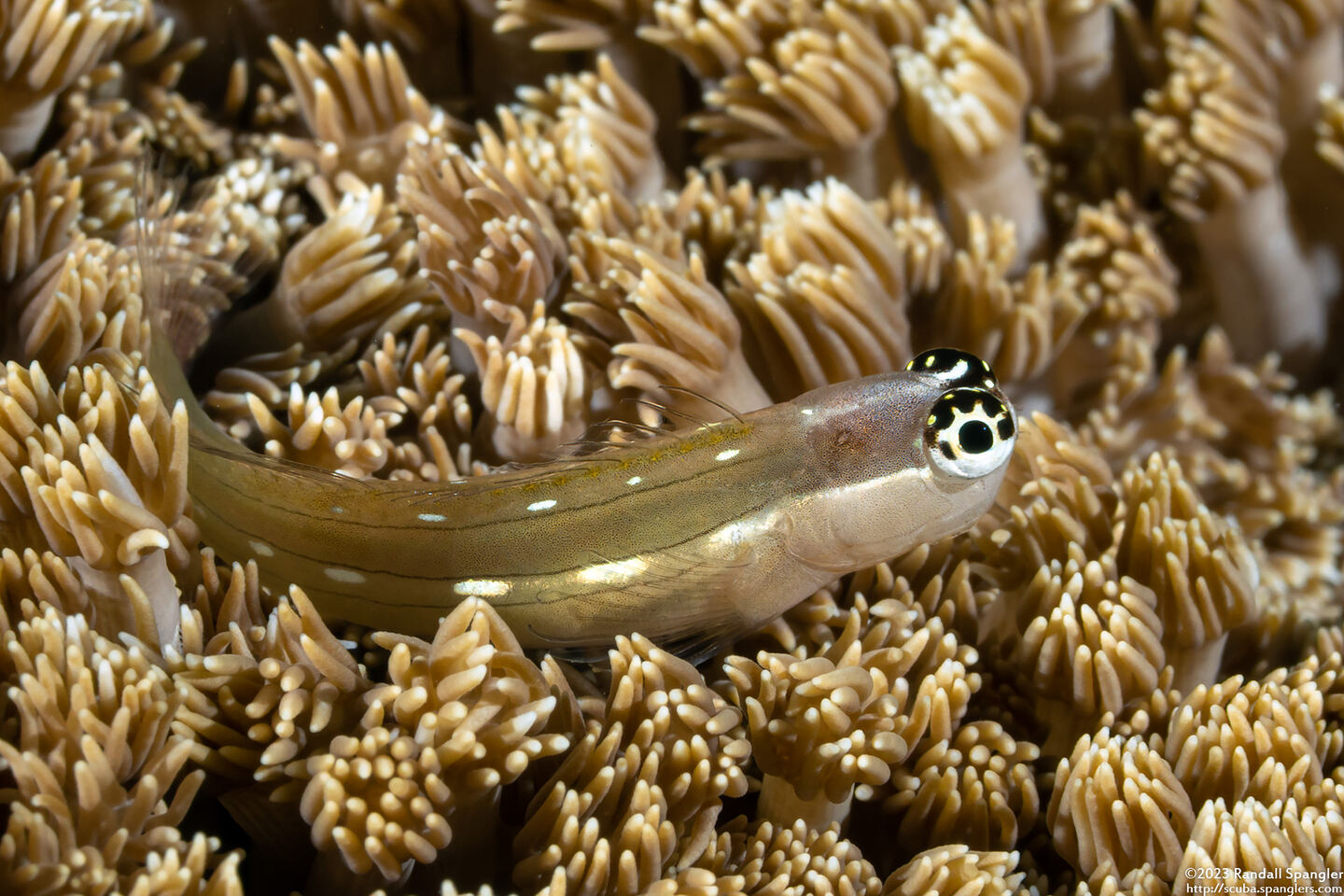 Ecsenius schroederi (Schroeder's Coralblenny)