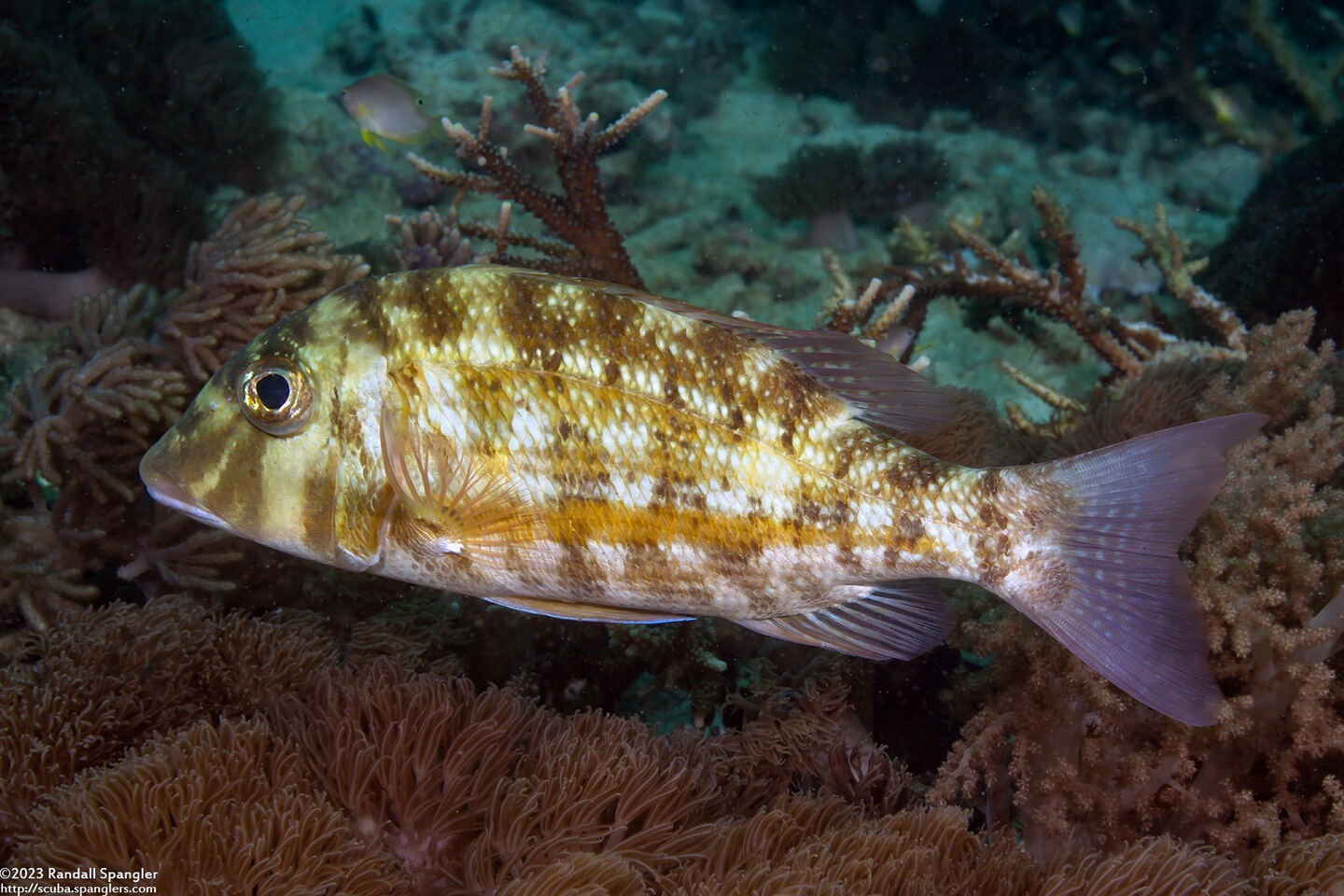Lethrinus obsoletus (Orange-Striped Emperor)