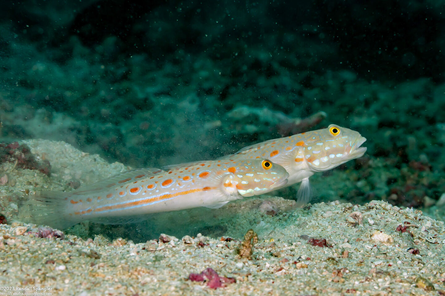 Valenciennea puellaris (Orange-Dashed Goby)