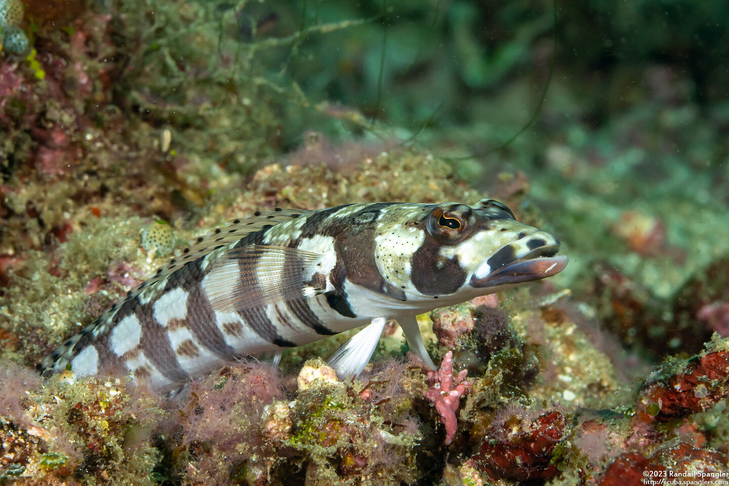 Parapercis tetracantha (Reticulated Sandperch)