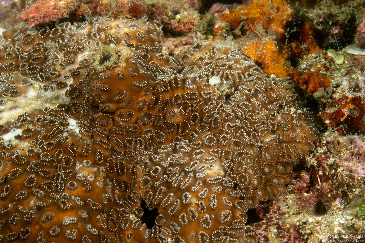 Palythoa tuberculosa (Sea Mat Zoanthid)